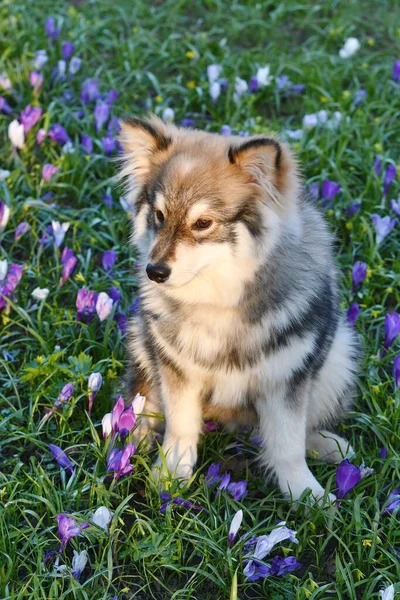 Porträt Eines Jungen Welpen Finnischer Lapphund Sitzt Zwischen Blumen Frühling — Stockfoto