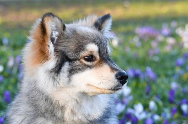 Ritratto Cucciolo Finlandese Lapphund Seduto Tra Fiori Primavera — Foto Stock