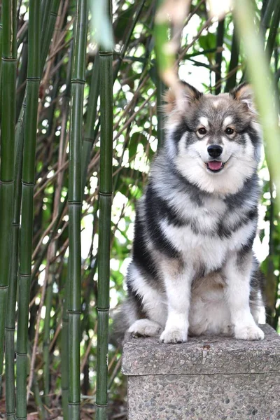 Retrato Cachorro Joven Lapphund Finlandés Sentado Bosque Bambú —  Fotos de Stock