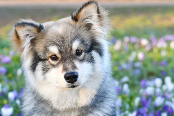 Porträtt Ung Valp Finska Lapphund Sitter Bland Blommor Våren — Stockfoto