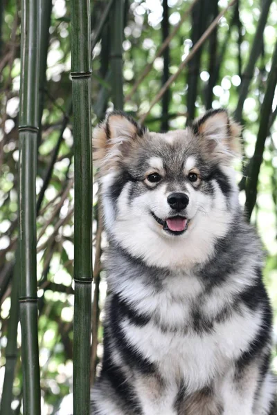 Retrato Filhote Cachorro Finlandês Lapphund Sentado Floresta Bambu — Fotografia de Stock