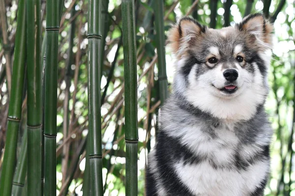 Retrato Filhote Cachorro Finlandês Lapphund Sentado Floresta Bambu — Fotografia de Stock