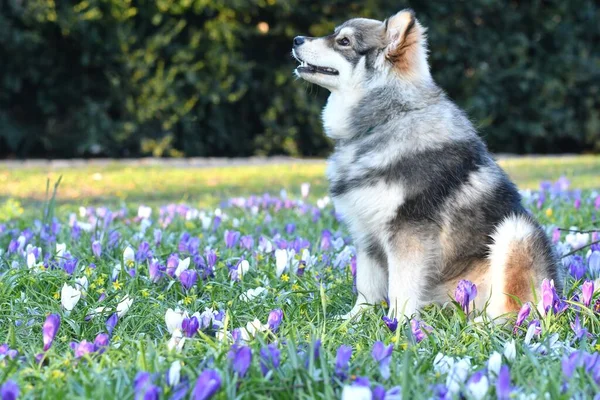 Portrait Jeune Chiot Finlandais Lapphund Assis Parmi Les Fleurs Printemps — Photo