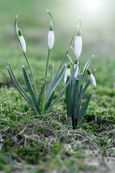 Fechamento Macro Gotas Neve Início Temporada Primavera — Fotografia de Stock