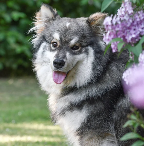 Portretul Unui Câine Finlandez Lapphund Aer Liber Parc — Fotografie, imagine de stoc