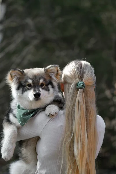 Blond Kvinna Med Finsk Lapphund Hund Har Matchande Modeaccessoarer — Stockfoto