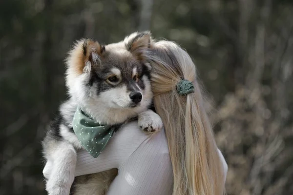フィンランドのラップフンド犬を持っているブロンド女性 彼らは一致するファッションアクセサリーを持っています — ストック写真