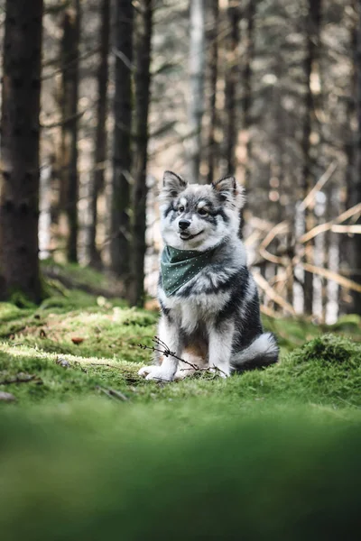 Porträt Eines Finnischen Lapphundehundes Mit Kopftuch Der Wald Sitzt — Stockfoto