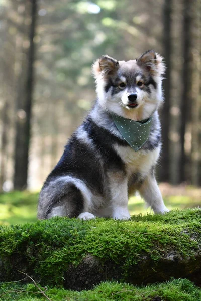 Ritratto Cane Finlandese Lapphund Con Indosso Una Bandana Seduto Nella — Foto Stock