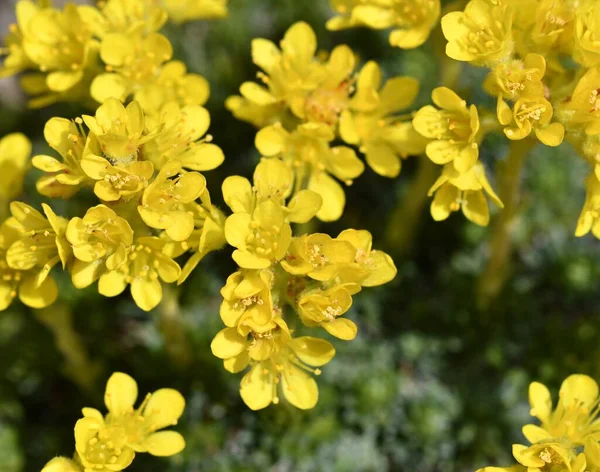 春に多数の黄色い花を閉じる — ストック写真