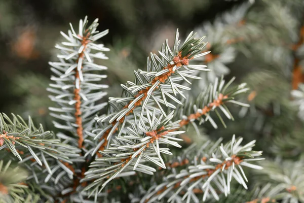 Closeup macro of coniferous or fir tree