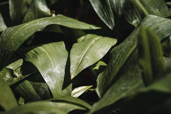 Volledige Frame Foto Van Groene Eetbare Bladeren Planten Die Groeien — Stockfoto