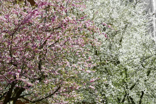Full frame photo of colorful flower blossom trees in spring season