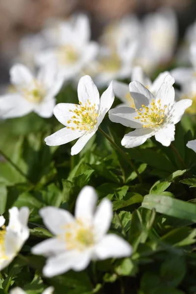 Closeup White Flowers Spring Season — Stock Photo, Image