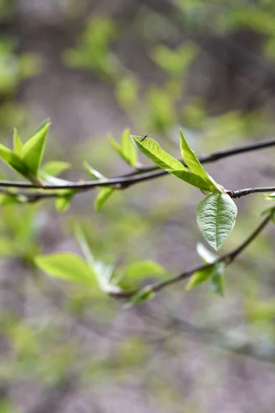 Κλείσιμο Πράσινων Φύλλων Που Φυτρώνουν Στο Δέντρο Την Άνοιξη — Φωτογραφία Αρχείου