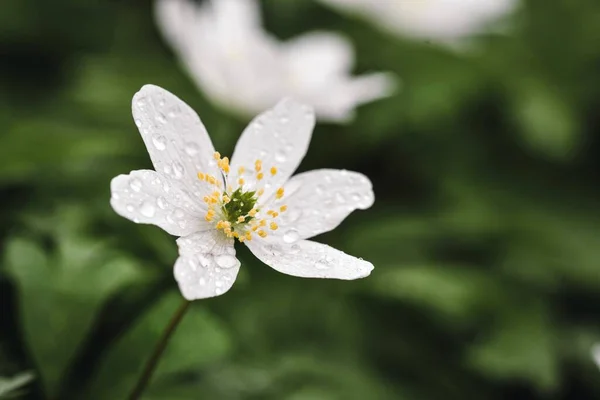Closeup Macro White Wild Flower Spring Season Rain Drops — Stock Photo, Image