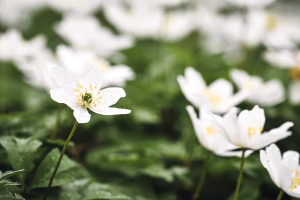 Närbild Makro Vita Vilda Blommor Våren Säsongen Med Regn Droppar — Stockfoto