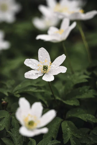 Closeup Macro White Wild Flowers Spring Season Rain Drops — Stock Photo, Image
