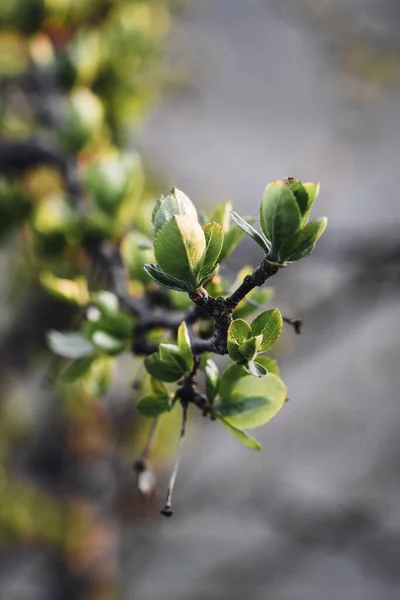 Close Macro Van Kleine Groene Bladeren Het Voorjaar — Stockfoto