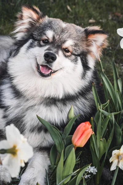 春天里 一只芬兰拉普芬犬坐在花丛中的画像 — 图库照片