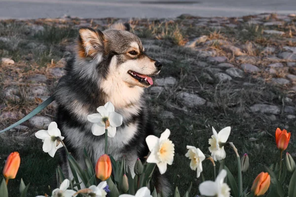 Retrato Filhote Cachorro Finlandês Lapphund Cão Sentado Entre Flores Temporada — Fotografia de Stock