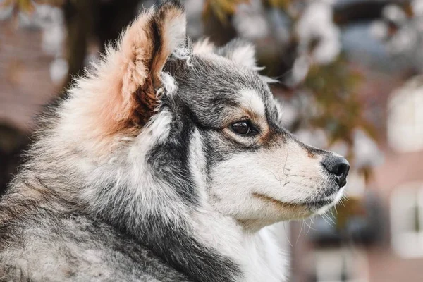 Portrait Young Puppy Finnish Lapphund Dog Close — Stock Fotó