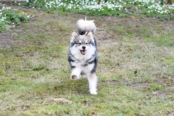 Açık havada koşan Fince Lapphund köpeğinin portresi