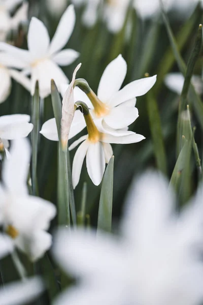 Fechamento Macro Flores Brancas Estação Primavera — Fotografia de Stock