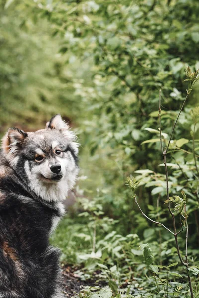 Portret Van Een Jonge Finse Lapphund Hond Het Bos — Stockfoto