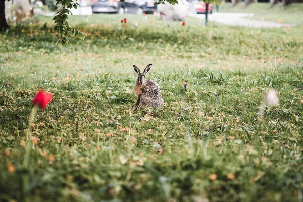 Foto Coelho Selvagem Coelho Parque Primavera — Fotografia de Stock