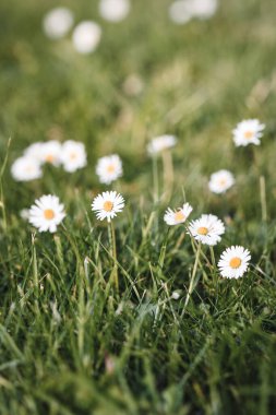 Bahar mevsiminde çimenlerde büyüyen küçük beyaz çiçeklerden oluşan yakın çekim makrosu