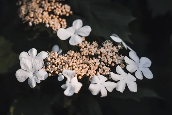 Closeup Macro Flowers Spring Season — Stock Photo, Image