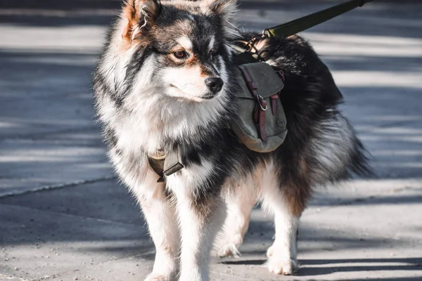 Retrato Jovem Lapphund Finlandês Usando Uma Mochila Cidade — Fotografia de Stock