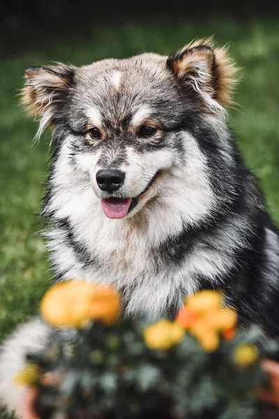 Portret Van Een Jonge Finse Lapphund Die Het Voorjaar Achter — Stockfoto