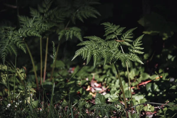 Foto Van Een Kleine Varen Getroffen Door Zonlicht Het Bos — Stockfoto