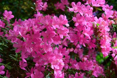Baharda renkli pembe çiçeklerin yakın çekim makrosu.