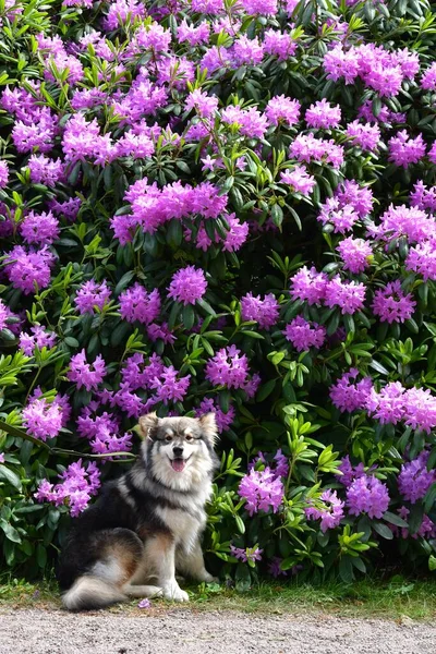 Retrato Jovem Cão Lapphund Finlandês Frente Flores Roxas Primavera — Fotografia de Stock