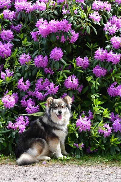 Portrait Jeune Chien Finlandais Lapphund Devant Des Fleurs Violettes Printemps — Photo