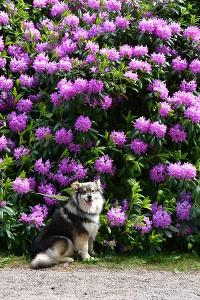 Retrato Jovem Cão Lapphund Finlandês Frente Flores Roxas Primavera — Fotografia de Stock