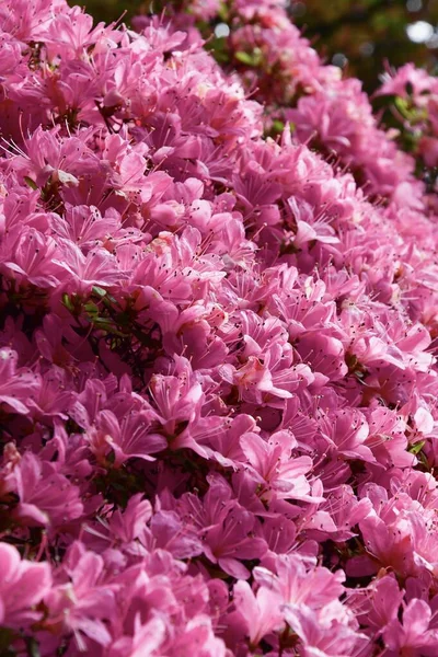 Full frame photo of pink flowers in spring, background with copy space and floral pattern