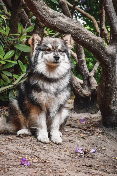 Portret Van Een Jonge Finse Lapphund — Stockfoto