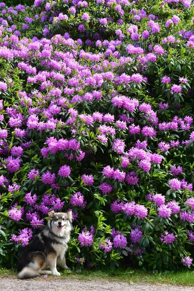 Porträt Eines Jungen Finnischen Lapphundes Vor Lila Blumen Frühling — Stockfoto