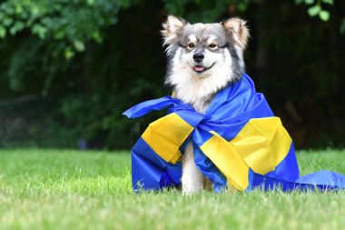 Genç bir Fin Lapphund köpeğinin portresi. Çimlere sarılmış bir İsveç bayrağına sarılmış.