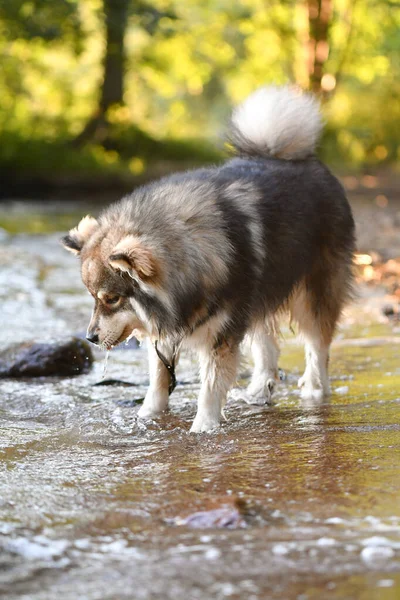 Ritratto Giovane Cane Finlandese Lapphund Che Gioca Acqua Lago — Foto Stock