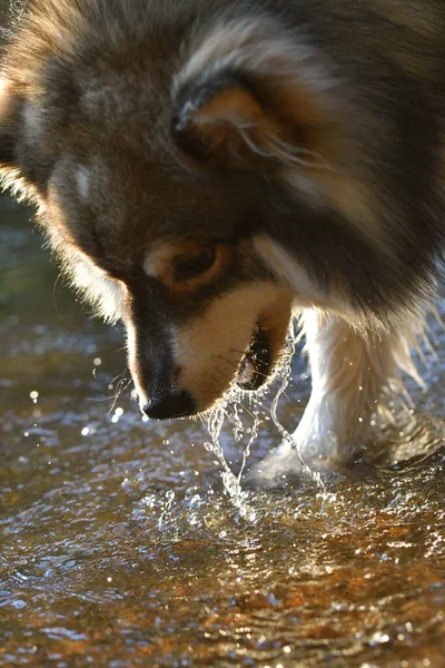Portret Van Een Jonge Finse Lapphund Hond Die Het Water — Stockfoto