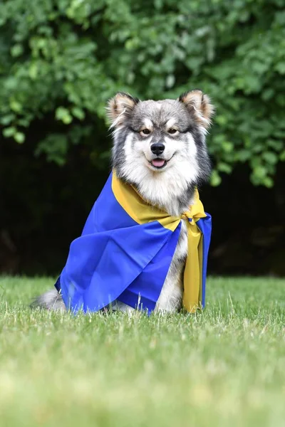 Retrato Joven Perro Lapphund Finlandés Envuelto Una Bandera Sueca Aire —  Fotos de Stock