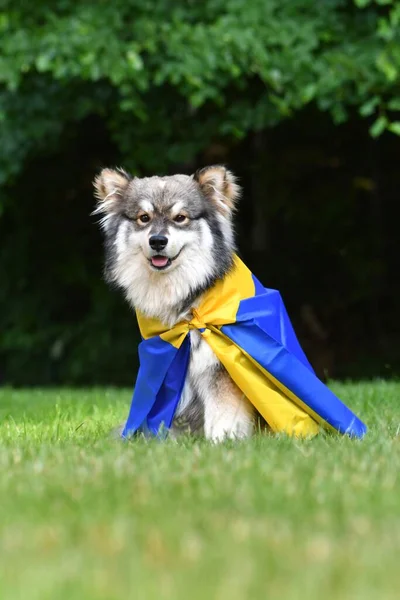 Portré Egy Fiatal Finn Lapphund Kutya Csomagolva Svéd Zászló Szabadban — Stock Fotó