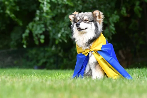 Genç bir Fin Lapphund köpeğinin portresi. Çimlere sarılmış bir İsveç bayrağına sarılmış.