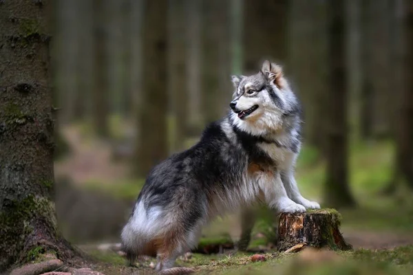 Portrét Mladého Finského Psa Lapphund Venku Lese Nebo Lesích — Stock fotografie