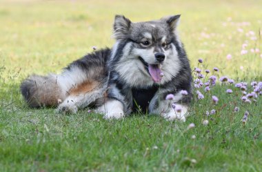 Yaz mevsiminde çimlerin üzerinde yatan genç bir Fin Lapphund köpeğinin portresi